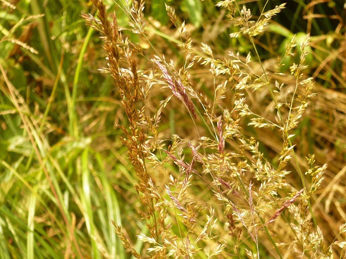 Agrostis gigantea (Poaceae)
